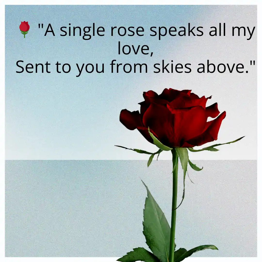 Shayari on Rose in English That Inspire You For Secrate Love 10 Shayari on Rose in English