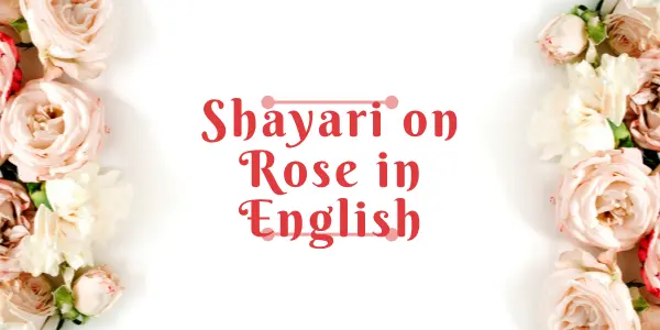 Shayari on Rose in English That Inspire You For Secrate Love
